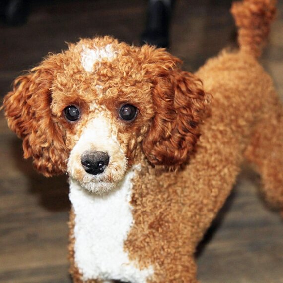 Poodle