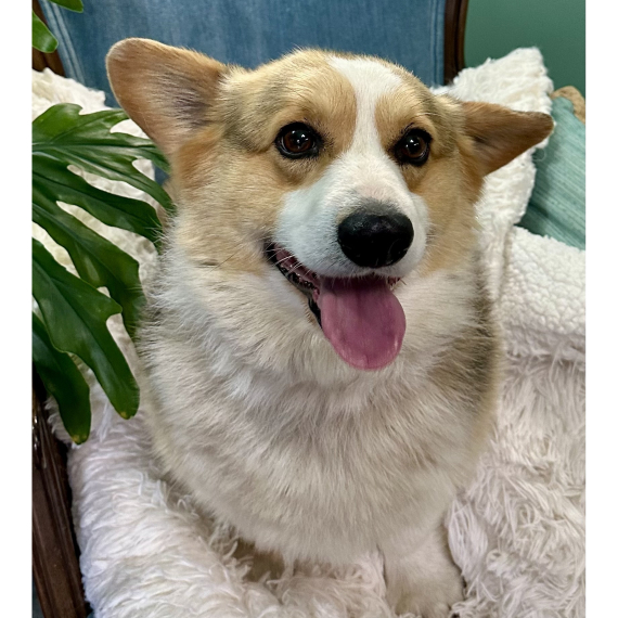Pembroke Welsh Corgi