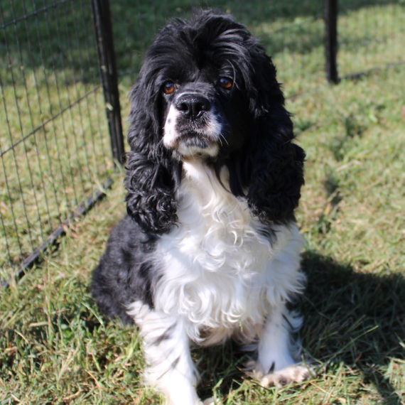 Cocker Spaniel