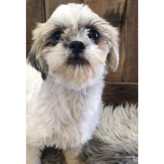 Shih Tzu