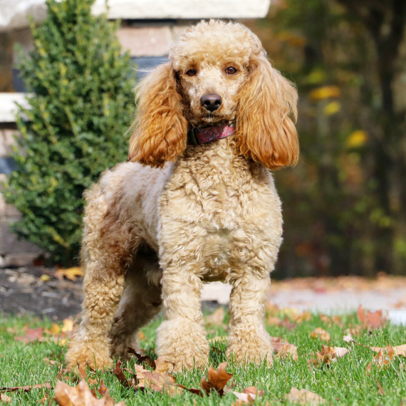 Poodle