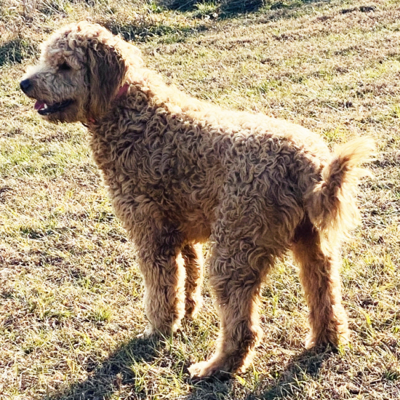 Goldendoodle