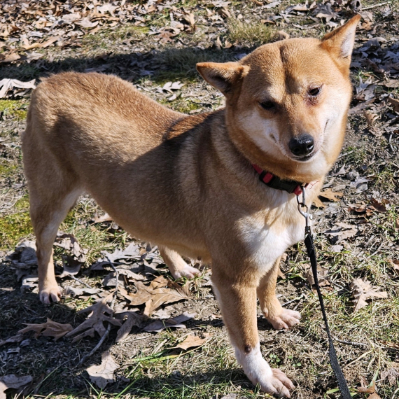 Shiba Inu