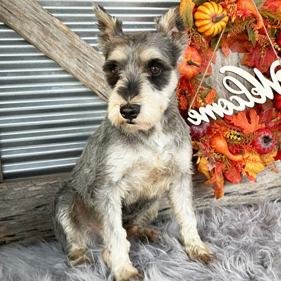 Miniature Schnauzer