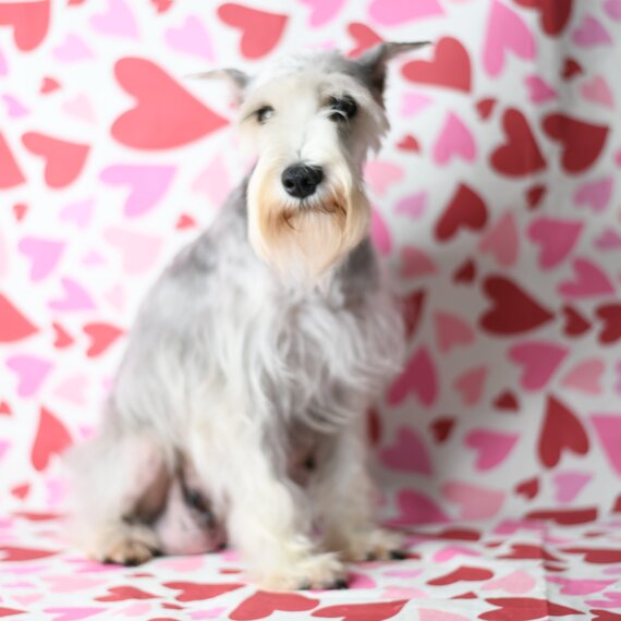 Miniature Schnauzer