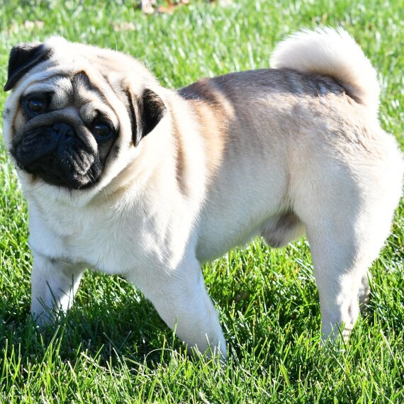 Pug