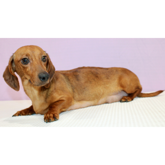 Dachshund