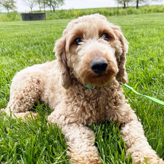 Goldendoodle