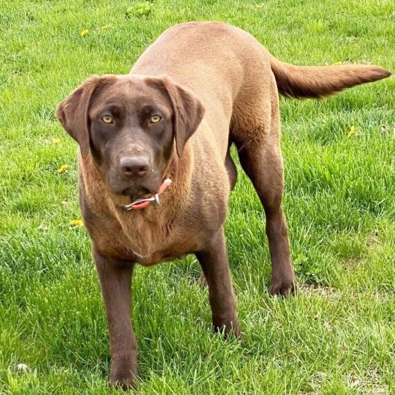 Labrador Retriever