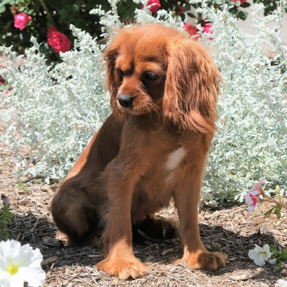 Cavalier King Charles Spaniel
