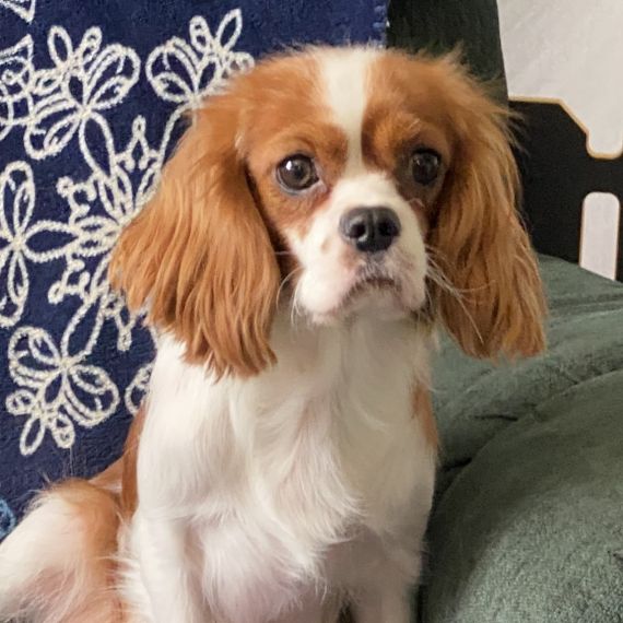 Cavalier King Charles Spaniel