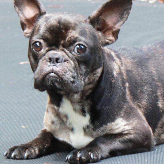 French Bulldog