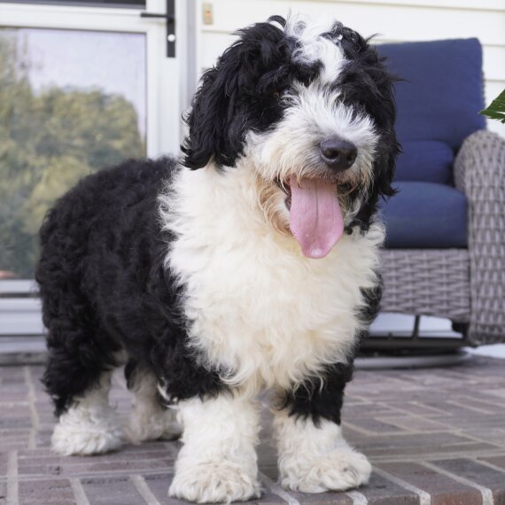 Bernedoodle