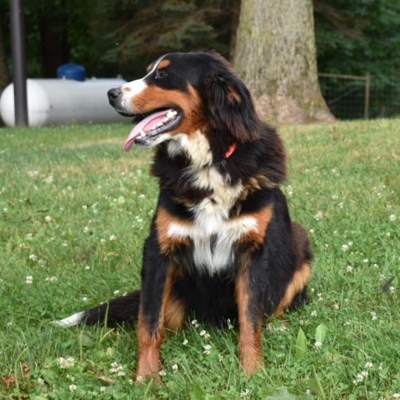 Bernese Mountain Dog