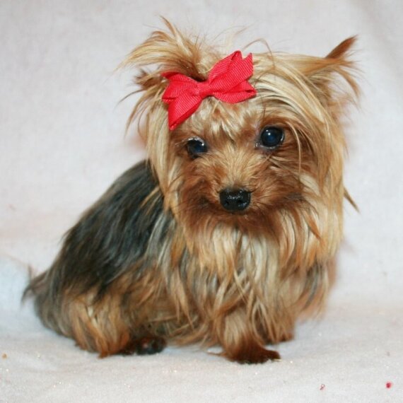 Yorkshire Terrier