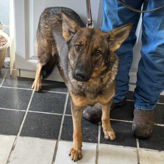 German Shepherd Dog