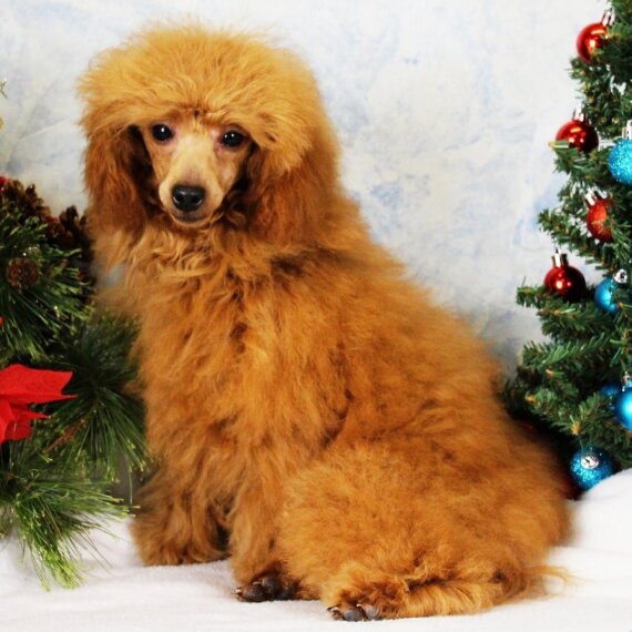 Poodle