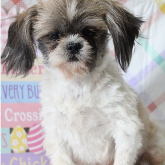 Shih Tzu