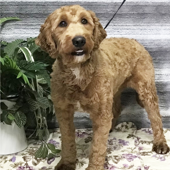 Goldendoodle
