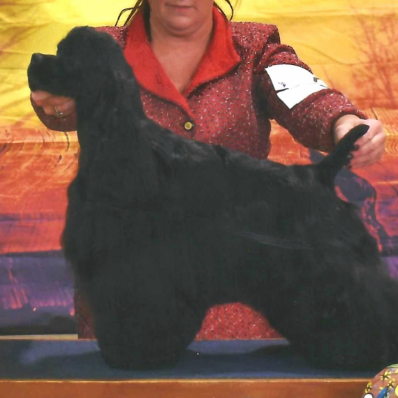 Cocker Spaniel