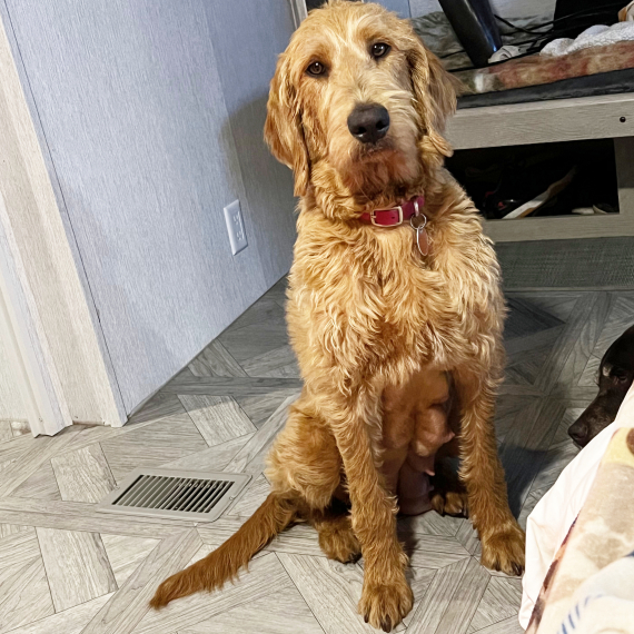 Labradoodle