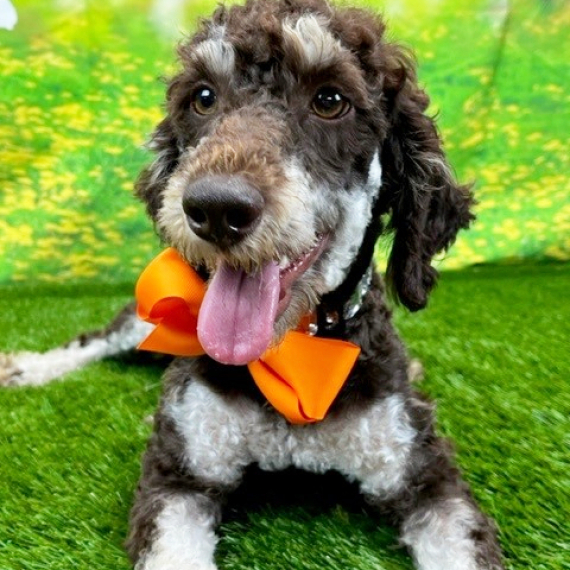 Poodle