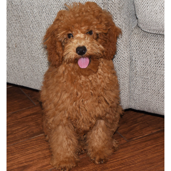 Female Cockapoo Tan Leah, a Chocolate & Tan Female Cockapoo Puppy 798874 | PuppySpot