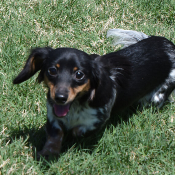 Dachshund
