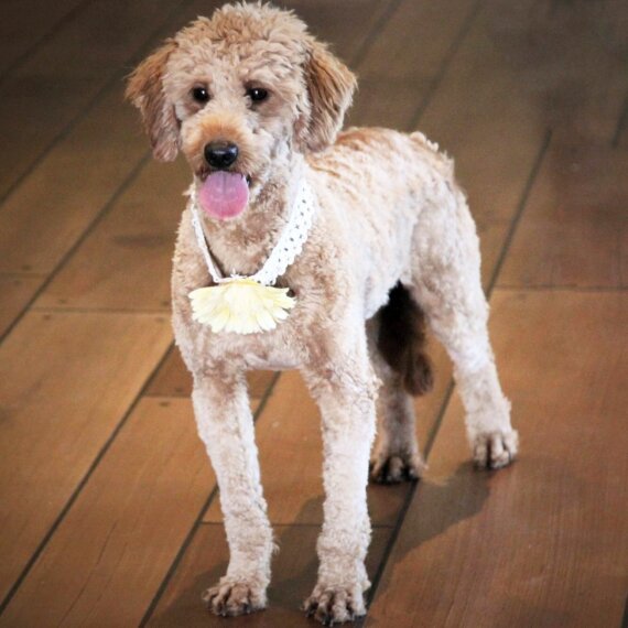 Goldendoodle