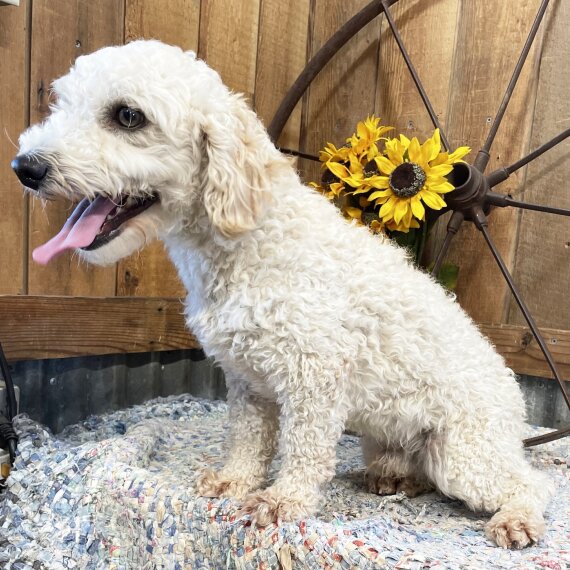 Poodle