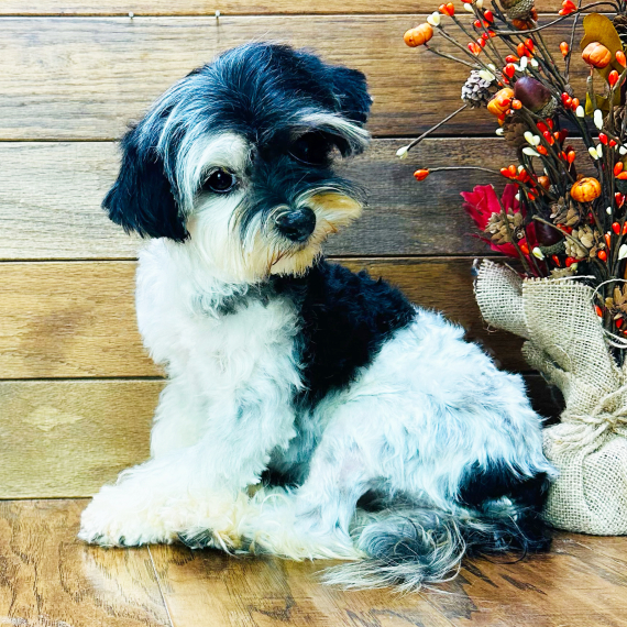 Maltipoo