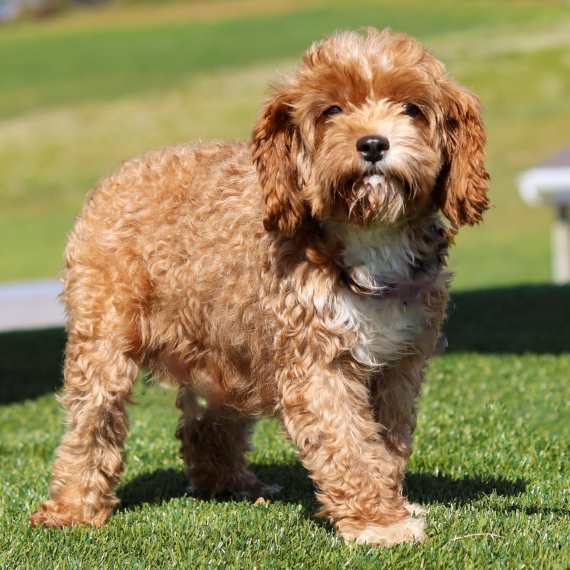 Cavapoo