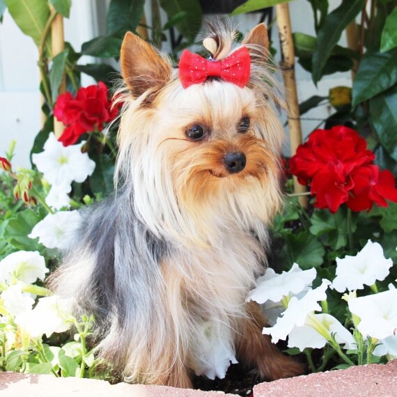 Yorkshire Terrier