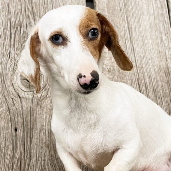 Dachshund