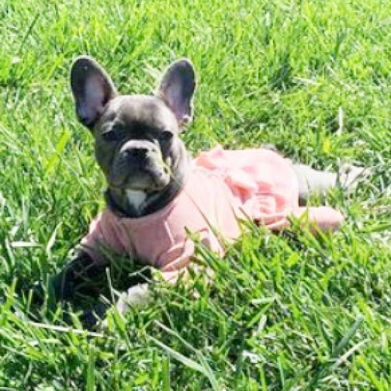 French Bulldog