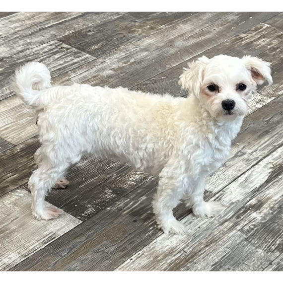 Maltipoo