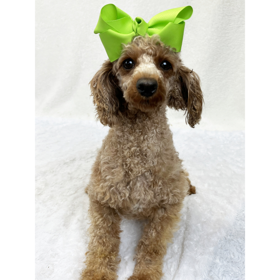 Poodle