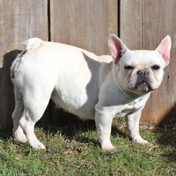 French Bulldog