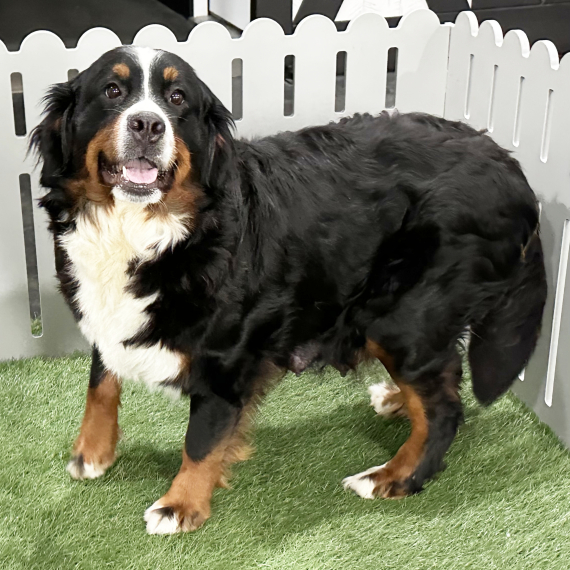 Bernese Mountain Dog