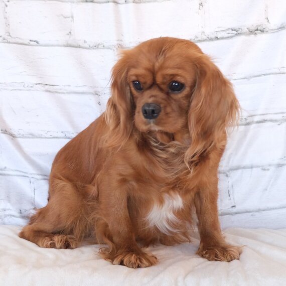 Cavalier King Charles Spaniel