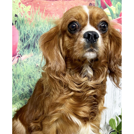 Cavalier King Charles Spaniel