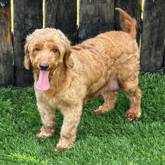 Goldendoodle