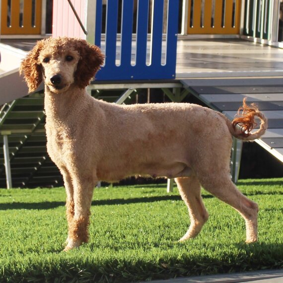 Goldendoodle