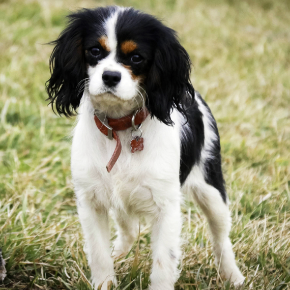 Cavalier King Charles Spaniel