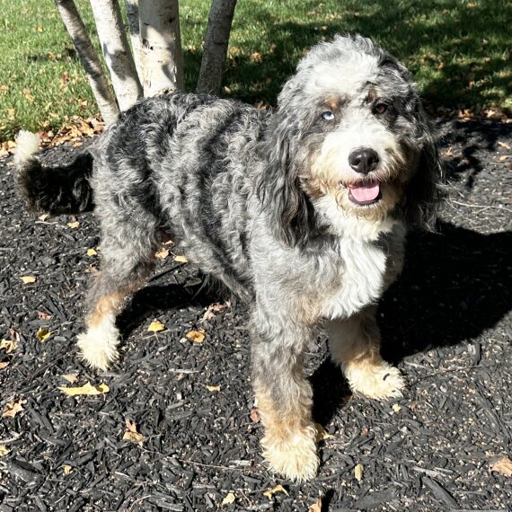 Bernedoodle
