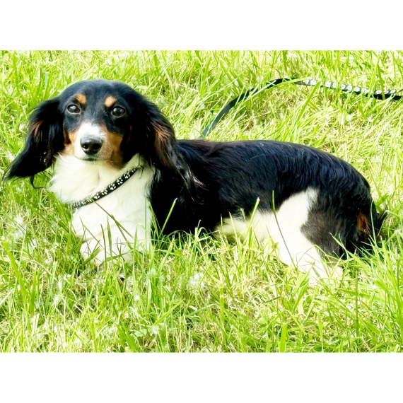 Dachshund