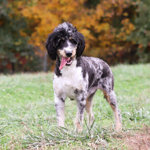 Bernedoodle