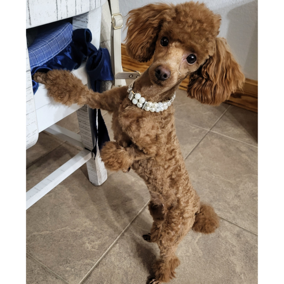 Poodle