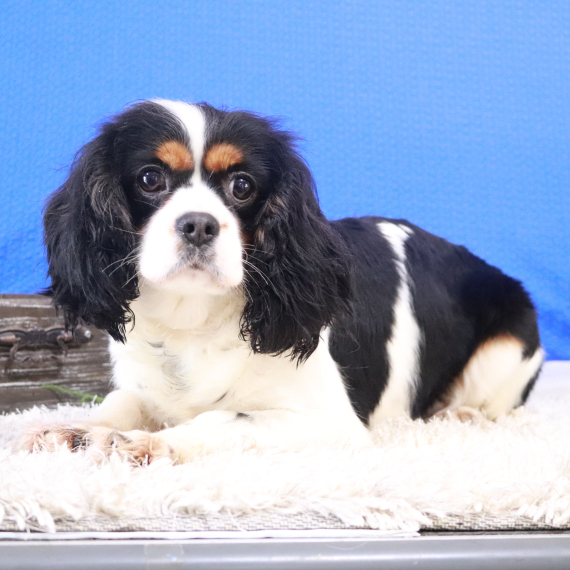 Cavalier King Charles Spaniel