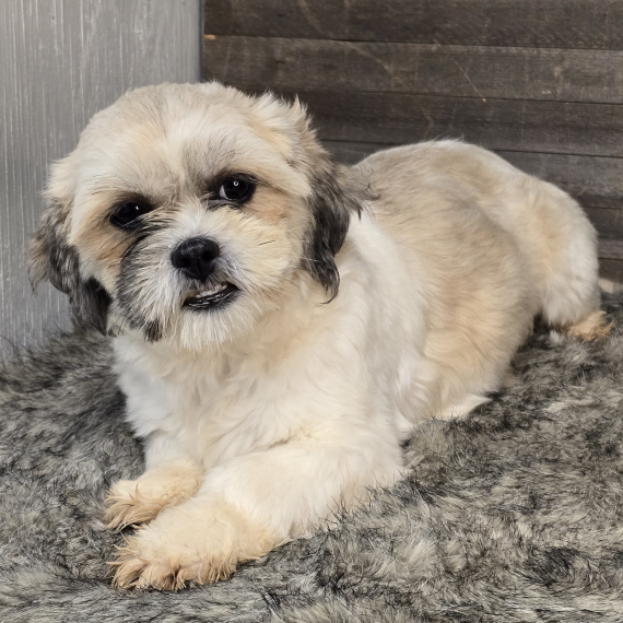 Shih Tzu